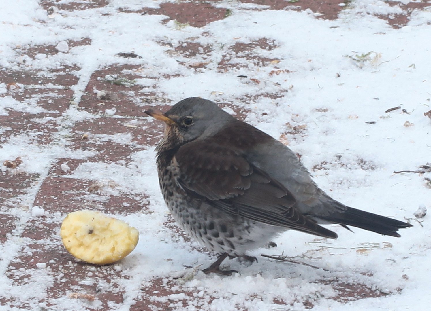 Wacholderdrossel (Turdus pilaris)