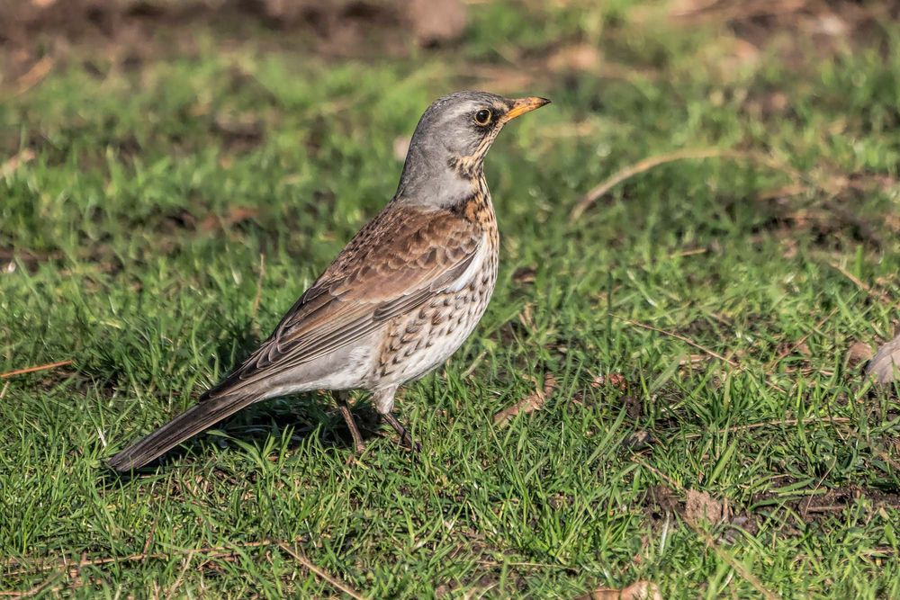 wacholderdrossel (turdus pilaris) ....