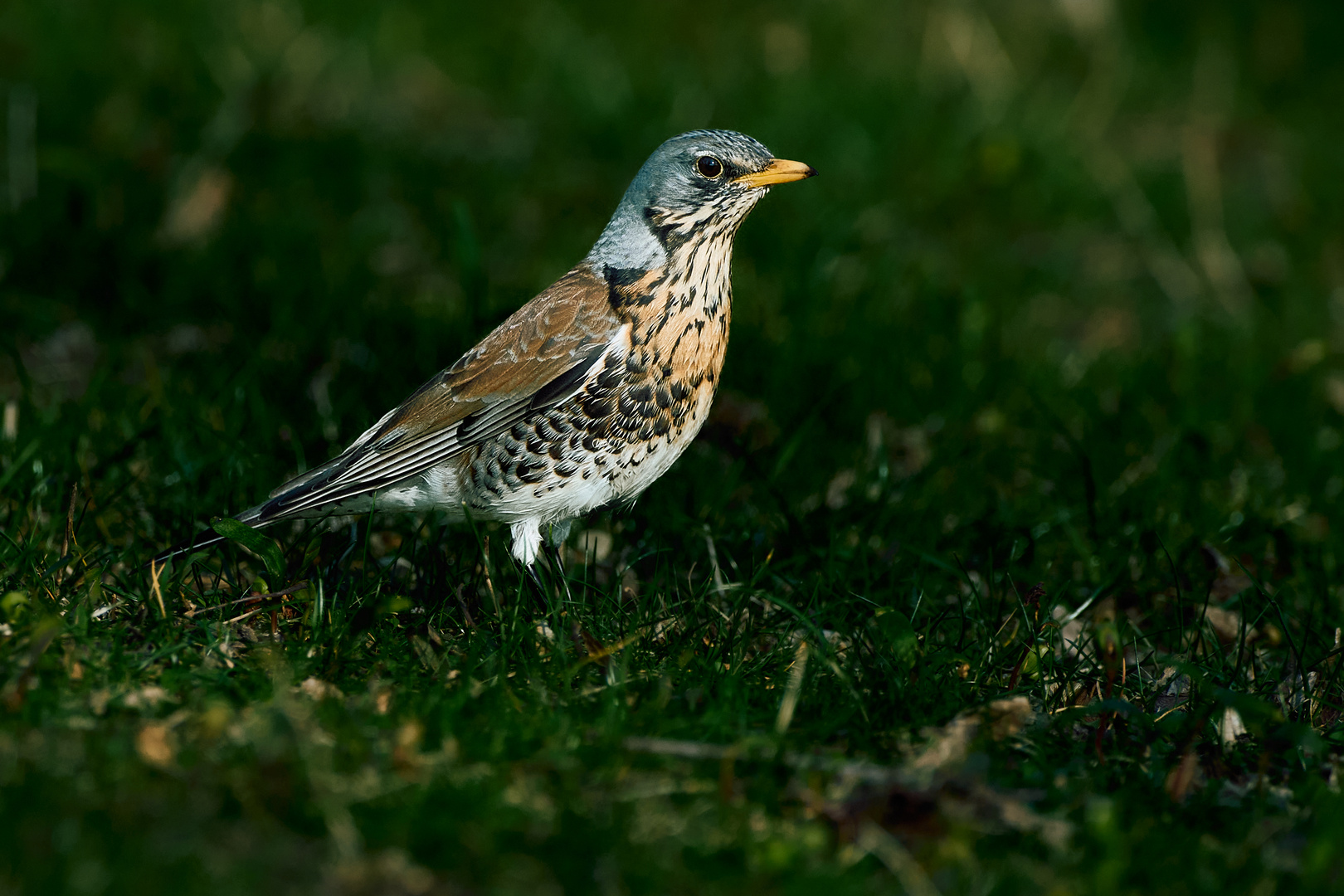 Wacholderdrossel (Turdus pilaris)