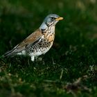 Wacholderdrossel (Turdus pilaris)