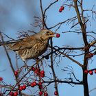 Wacholderdrossel (Turdus pilaris)