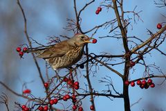 Wacholderdrossel (Turdus pilaris)