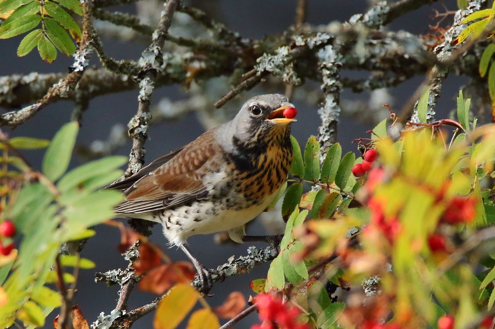 Wacholderdrossel (Turdus pilaris)