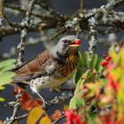 Wacholderdrossel (Turdus pilaris)