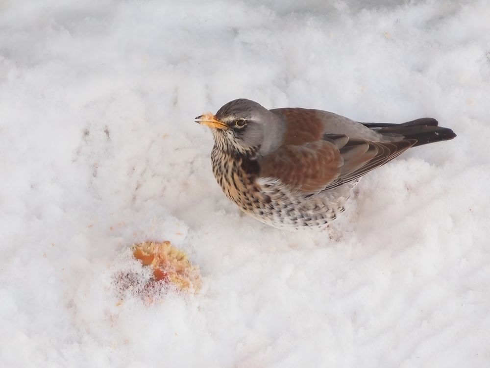 Wacholderdrossel (Turdus pilaris) 