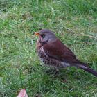 Wacholderdrossel (Turdus pilaris)