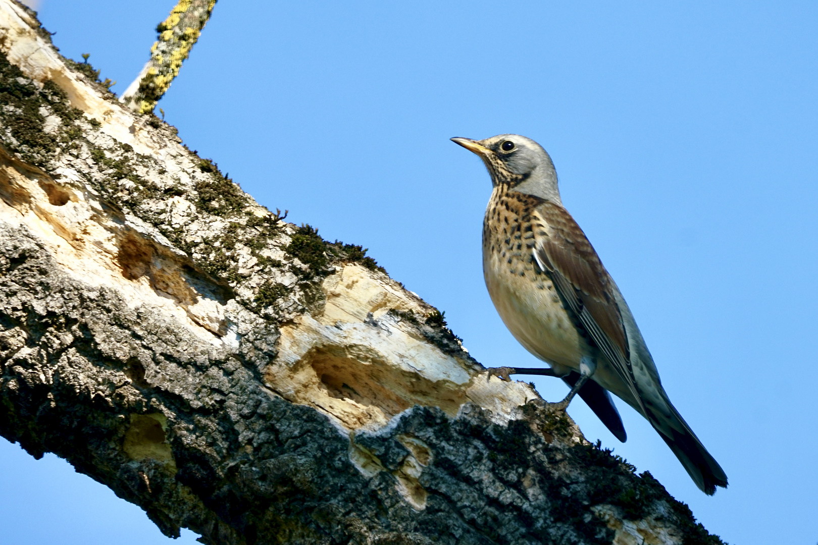 Wacholderdrossel (Turdus pilaris)