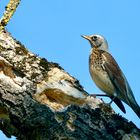 Wacholderdrossel (Turdus pilaris)