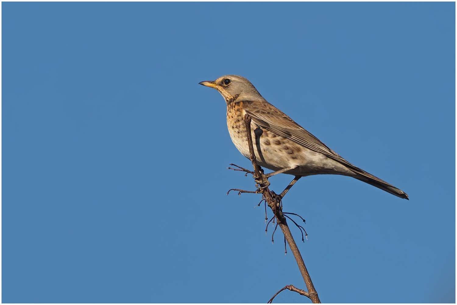 Wacholderdrossel (Turdus pilaris)