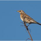 Wacholderdrossel (Turdus pilaris)