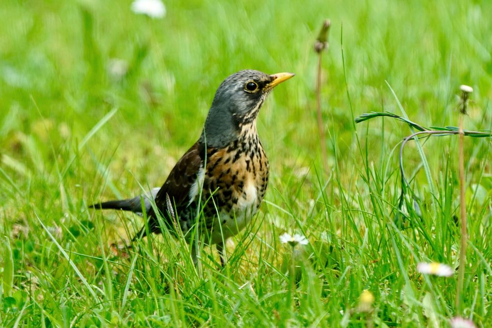 Wacholderdrossel (Turdus pilaris)