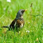 Wacholderdrossel (Turdus pilaris)