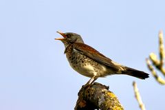 Wacholderdrossel (Turdus pilaris)