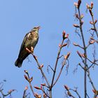 Wacholderdrossel (Turdus pilaris)