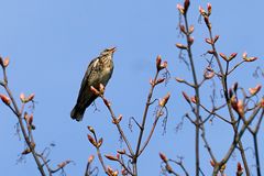 Wacholderdrossel (Turdus pilaris)