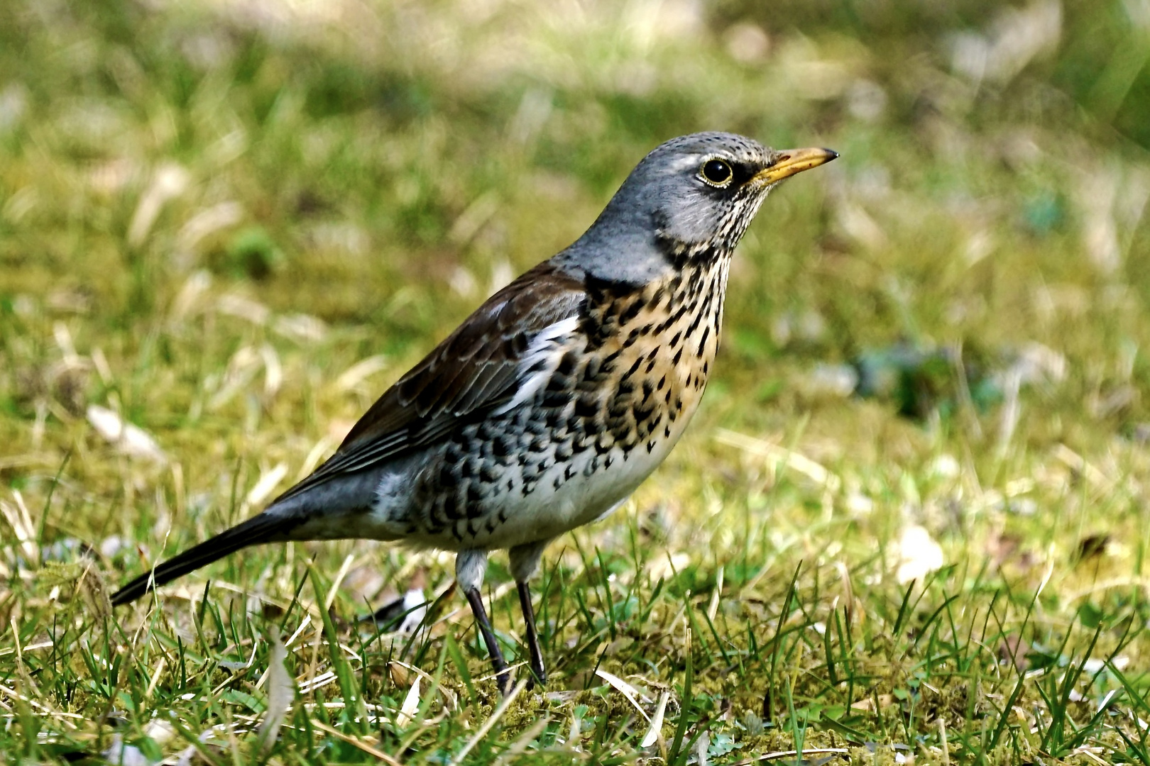 Wacholderdrossel (Turdus pilaris)