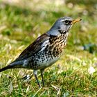 Wacholderdrossel (Turdus pilaris)