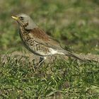 Wacholderdrossel Turdus pilaris