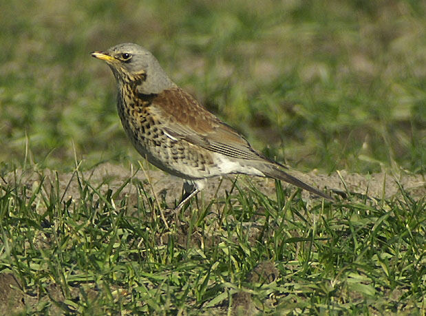 Wacholderdrossel Turdus pilaris