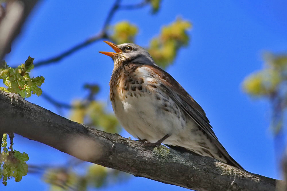 Wacholderdrossel [Turdus pilaris]