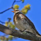 Wacholderdrossel [Turdus pilaris]