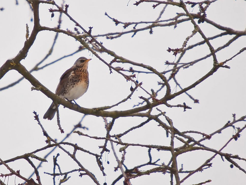 Wacholderdrossel (Turdus pilaris)