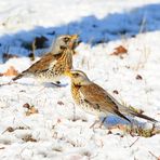 Wacholderdrossel (Turdus pilaris), Fieldfare, Zorzal real