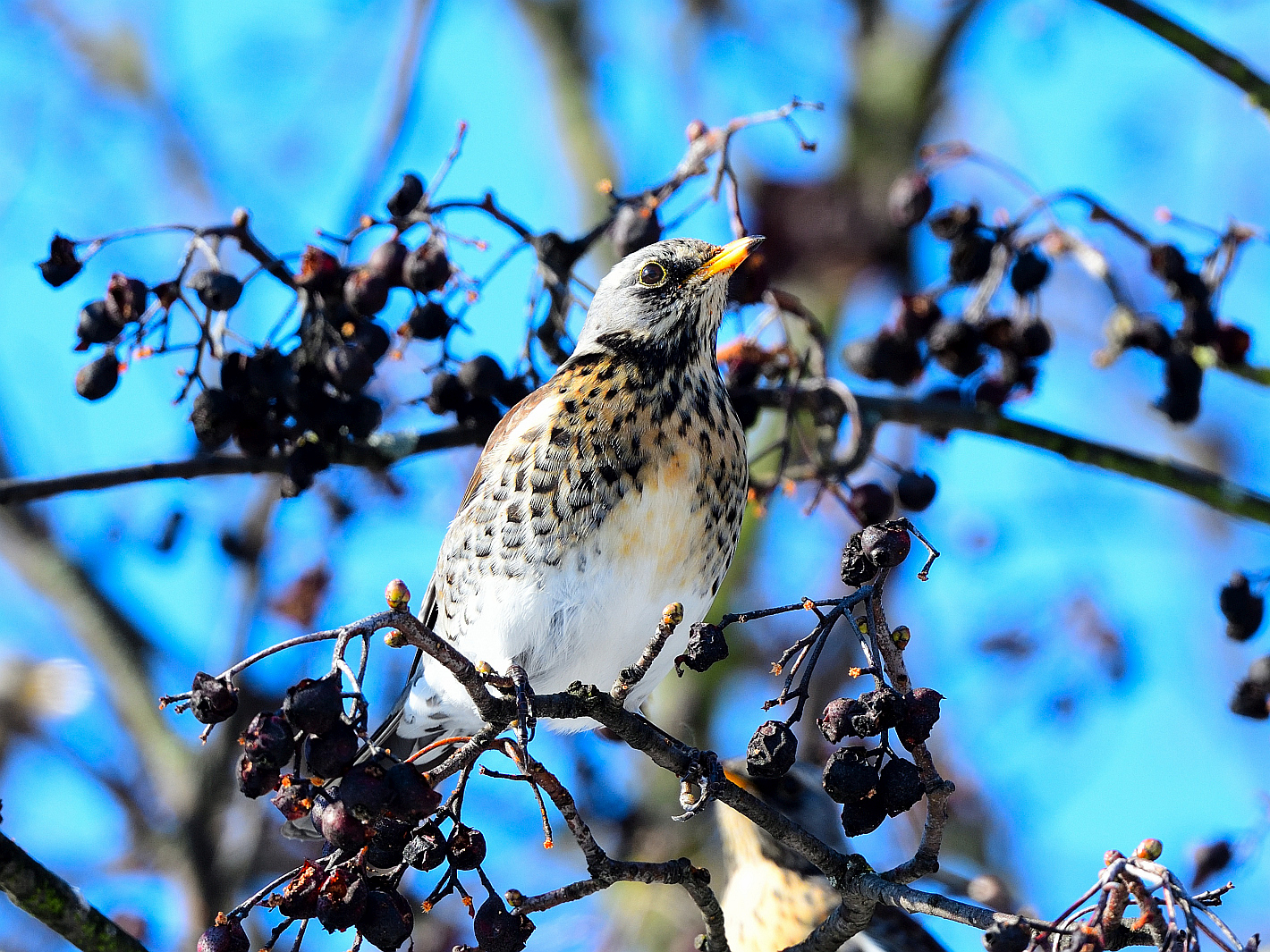  Wacholderdrossel (Turdus pilaris), Fieldfare, Zorzal real