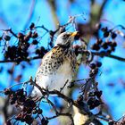  Wacholderdrossel (Turdus pilaris), Fieldfare, Zorzal real