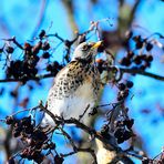  Wacholderdrossel (Turdus pilaris), Fieldfare, Zorzal real