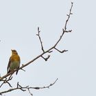 Wacholderdrossel (Turdus pilaris), Fieldfare, Zorzal real