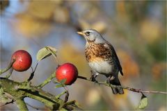 Wacholderdrossel (Turdus pilaris)  im Apfelbaum 