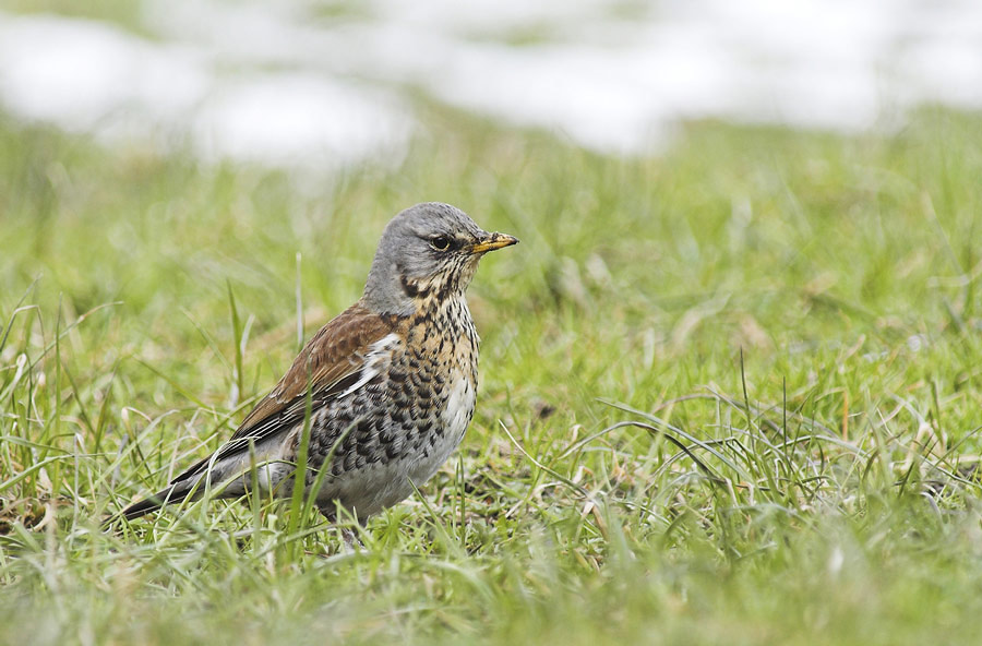 Wacholderdrossel (Turdus pilaris) [K]