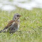 Wacholderdrossel (Turdus pilaris) [K]