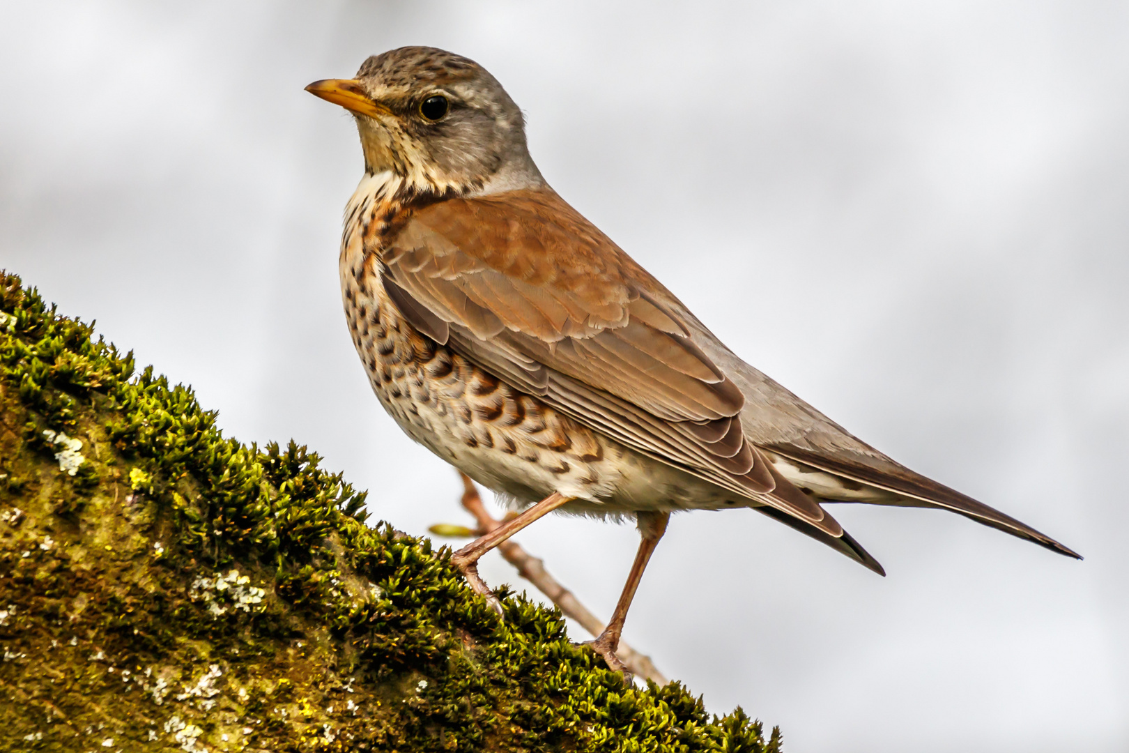 Wacholderdrossel, Turdus pilaris/2