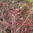 Wacholderdrosseln in den Beeren der Ebereschen