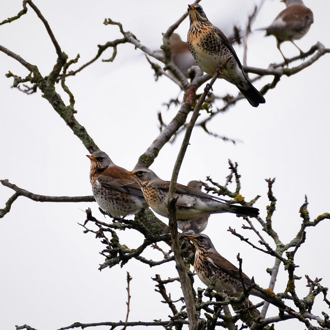 Wacholderdrosseln (Turdus pilaris )