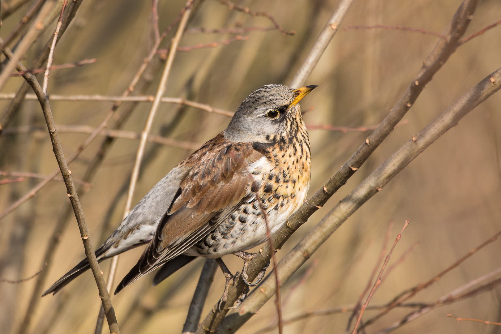 Wacholderdrossel(Turdus pilaris)