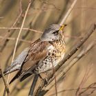 Wacholderdrossel(Turdus pilaris)