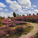 Wacholderheide