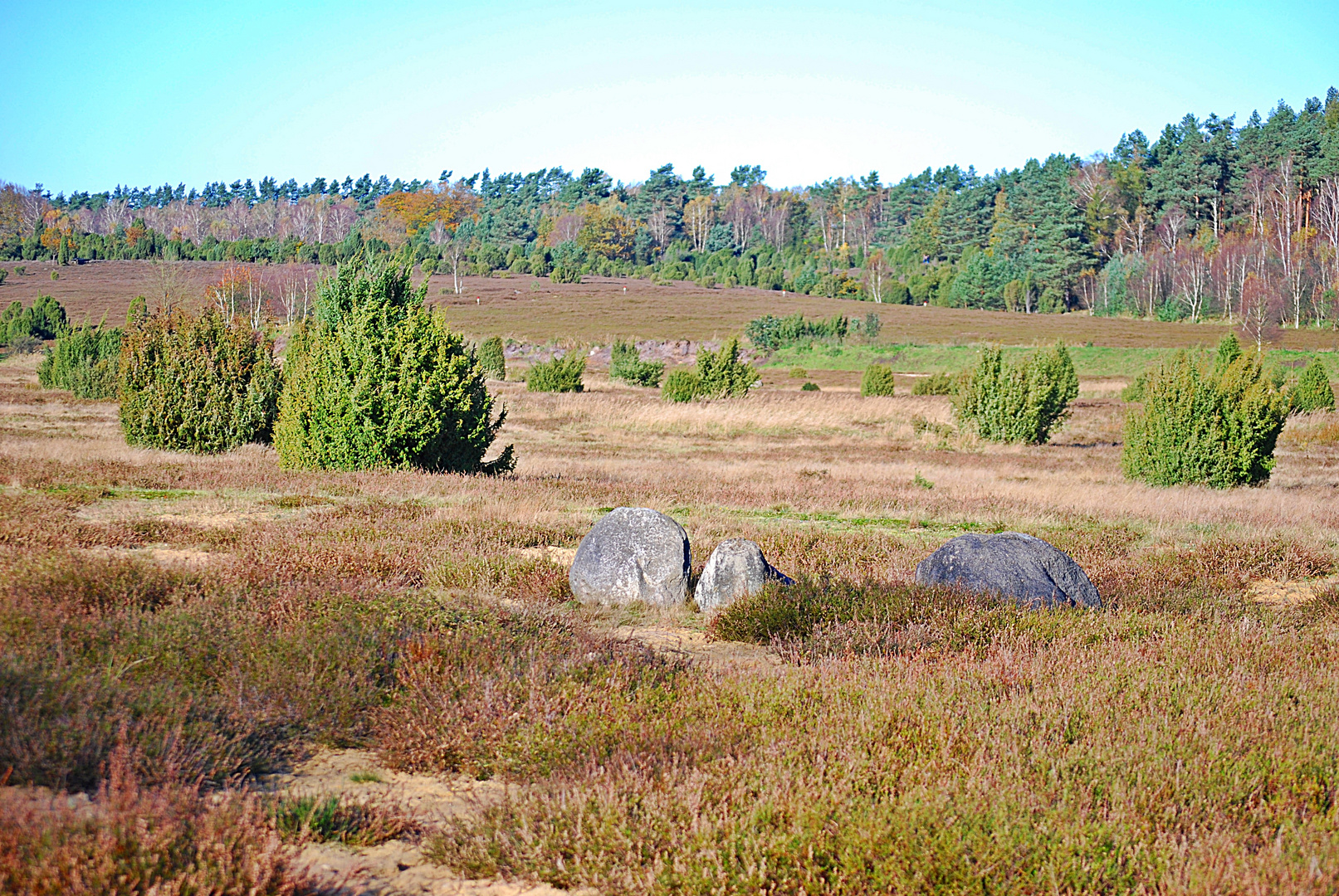 Wacholderheide... 1