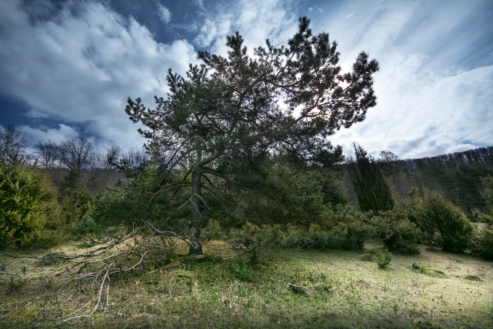 Wacholderheide