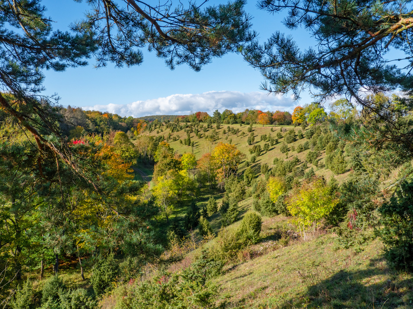 Wacholderheide