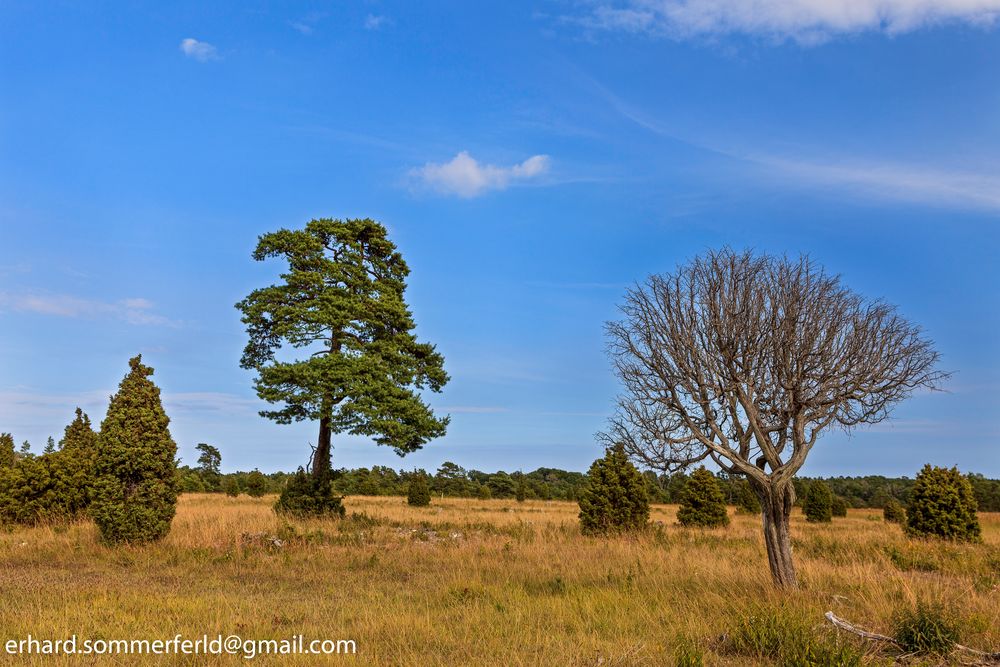 Wacholderheide