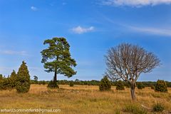 Wacholderheide