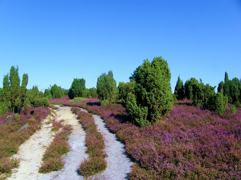 Wacholderheide