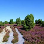 Wacholderheide