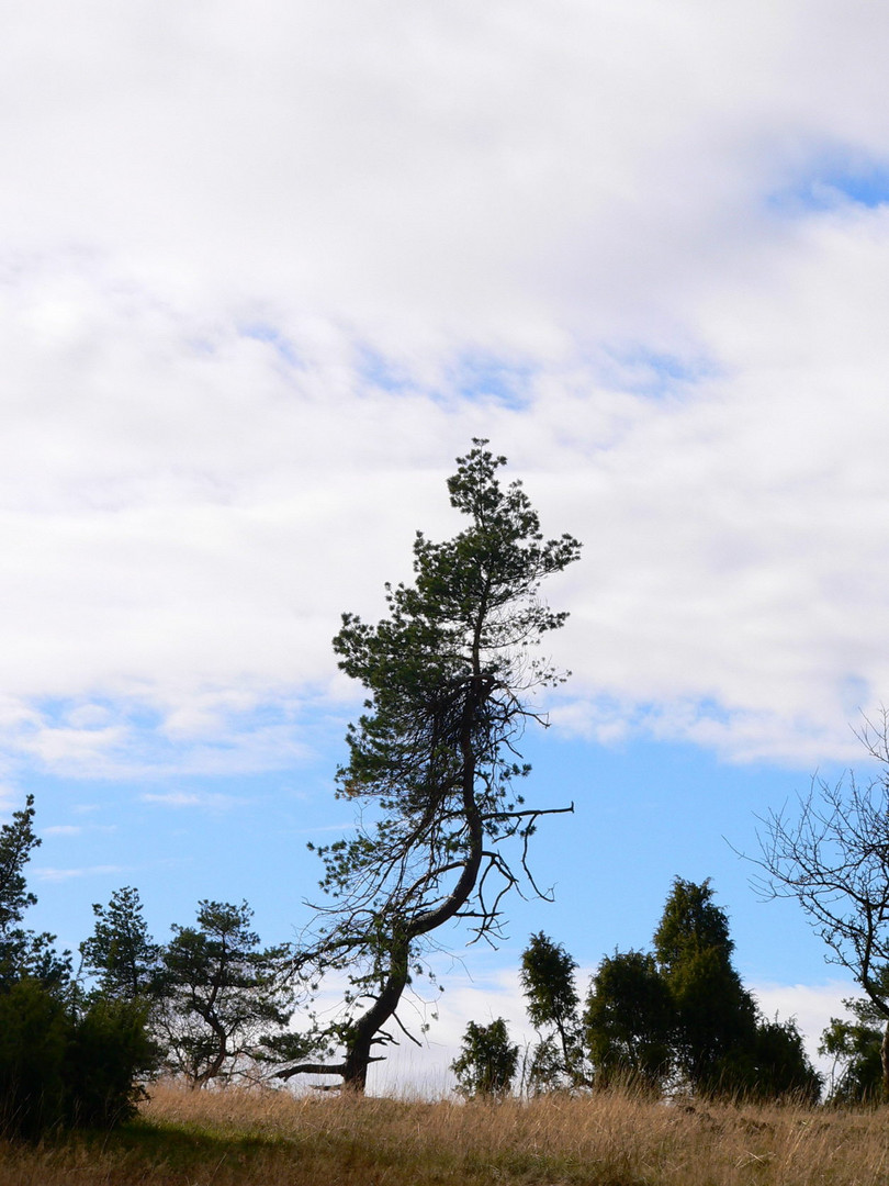 Wacholderheide bei Arft/Eifel