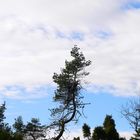 Wacholderheide bei Arft/Eifel