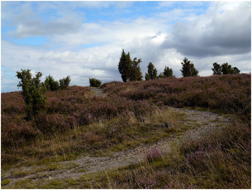 Wacholderheide bei Langscheid / Eifel